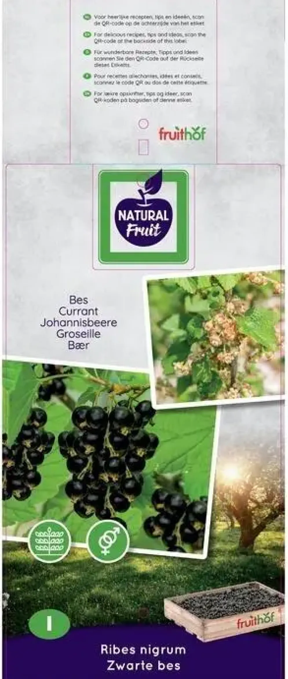 Ribes nigrum 'Titania' (Zwarte bes) fruitplant 60cm