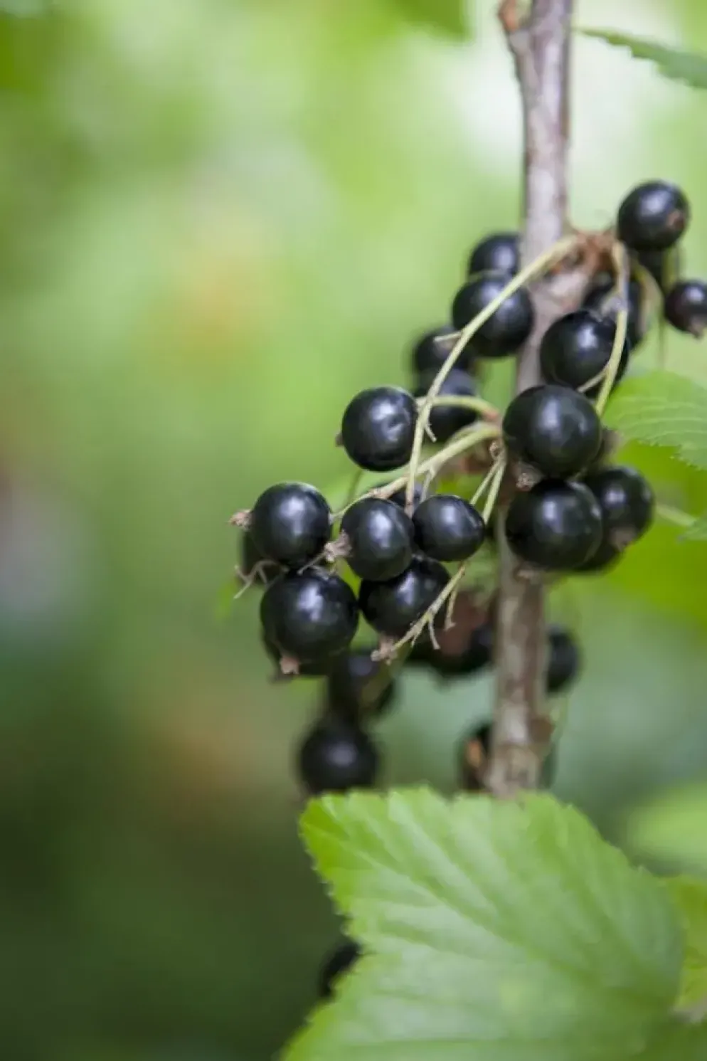 Ribes nigrum 'Titania' (Zwarte bes) fruitplant 60cm