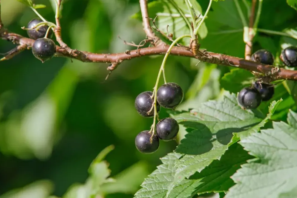 Ribes nigrum 'Titania' (Zwarte bes) fruitplant 60cm