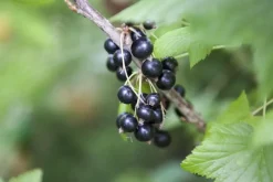 Ribes nigrum 'Titania' (Zwarte bes) fruitplant 60cm