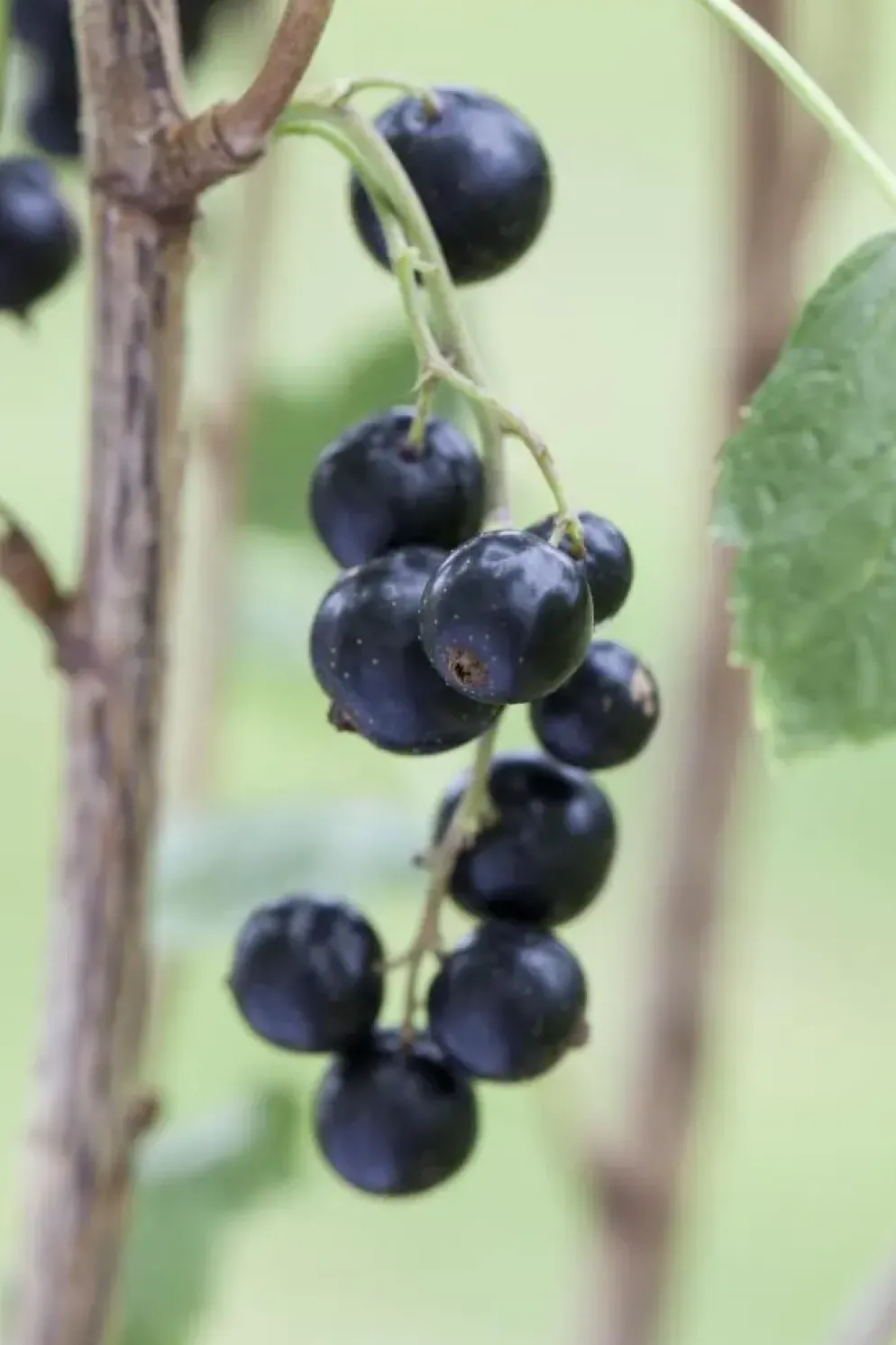 Ribes nigrum 'Titania' (Zwarte bes) fruitplant 60cm