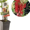 Ribes 'Quatro-bes' (Bessenmix) fruitplant 65cm