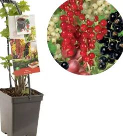 Ribes 'Quatro-bes' (Bessenmix) fruitplant 65cm
