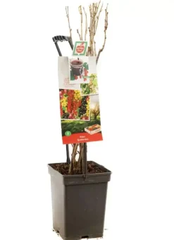 Ribes 'Quatro-bes' (Bessenmix) fruitplant 65cm