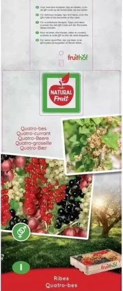 Ribes 'Quatro-bes' (Bessenmix) fruitplant 65cm