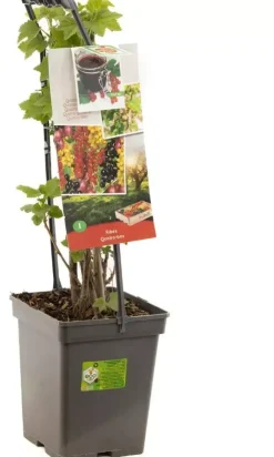 Ribes 'Quatro-bes' (Bessenmix) fruitplant 65cm