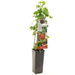 Ribes rubrum 'Jonkheer van Tets' (Rode Aalbes) fruitplant 60cm