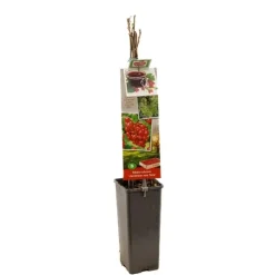 Ribes rubrum 'Jonkheer van Tets' (Rode Aalbes) fruitplant 60cm