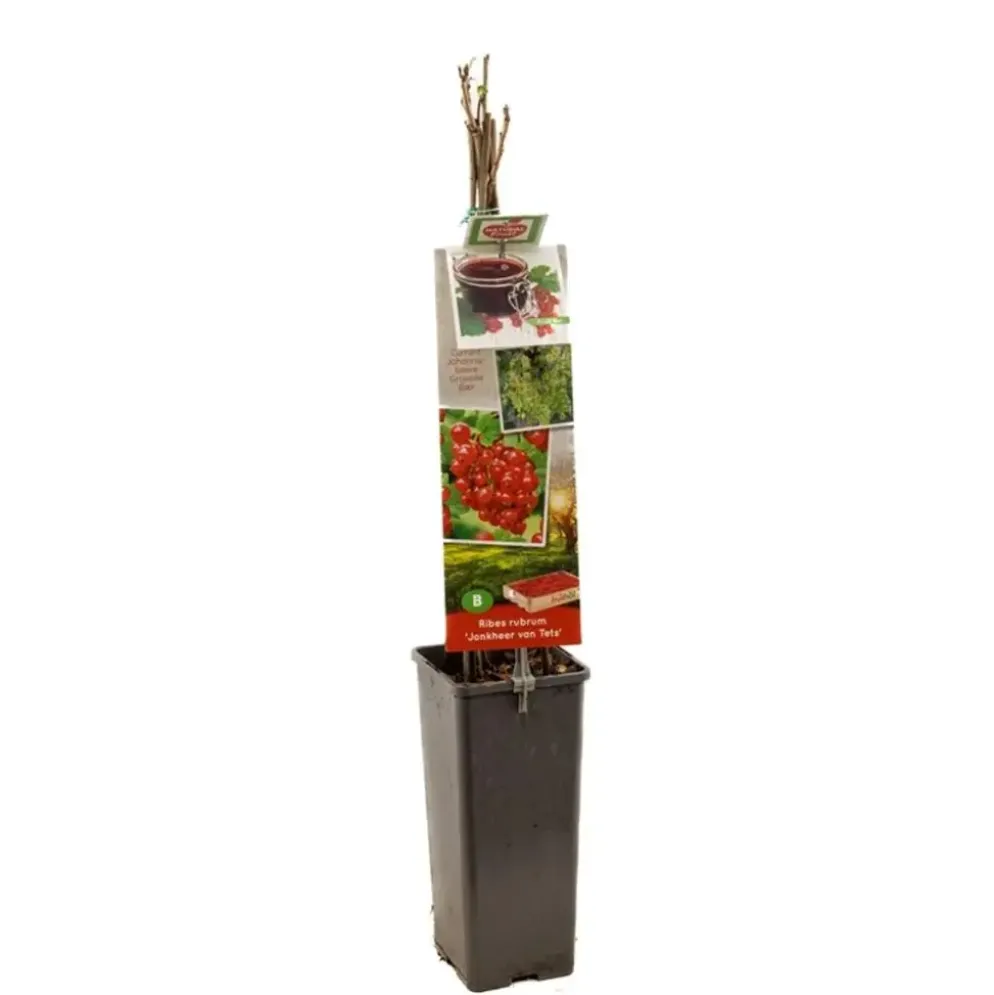 Ribes rubrum 'Jonkheer van Tets' (Rode Aalbes) fruitplant 60cm