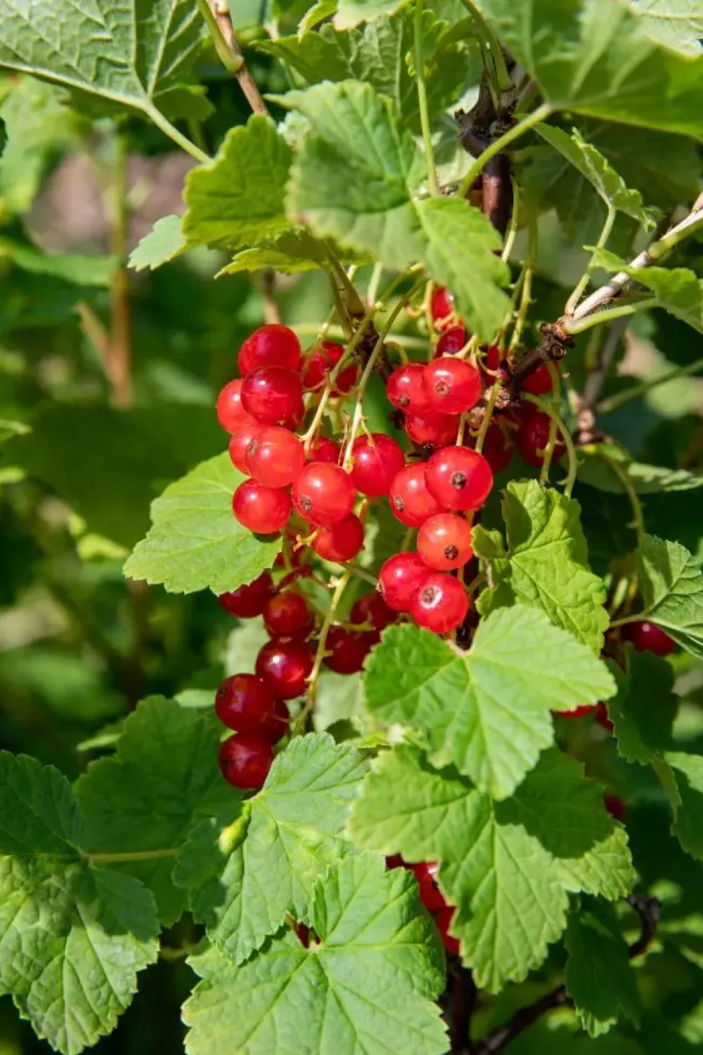Ribes rubrum 'Jonkheer van Tets' (Rode Aalbes) fruitplant 60cm