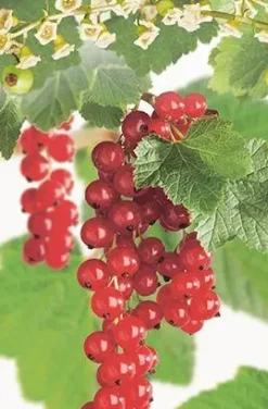 Ribes rubrum 'Jonkheer van Tets' (Rode Aalbes) fruitplant 60cm