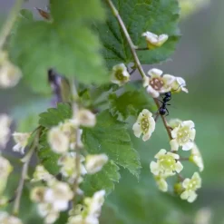 Ribes rubrum 'Jonkheer van Tets' (Rode Aalbes) fruitplant 60cm
