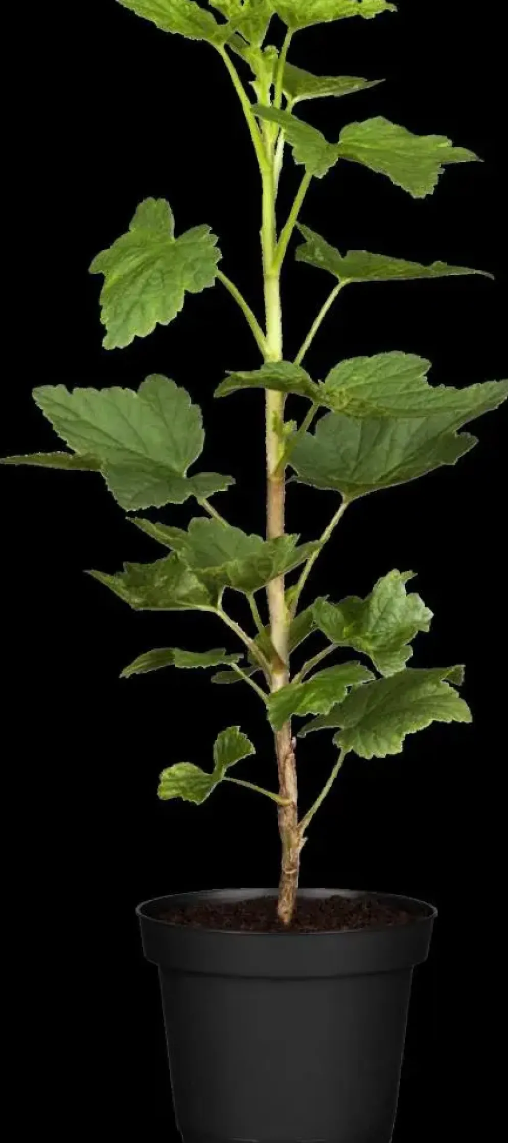 Ribes rubrum 'Jonkheer van Tets' (Rode Aalbes) fruitplant 60cm