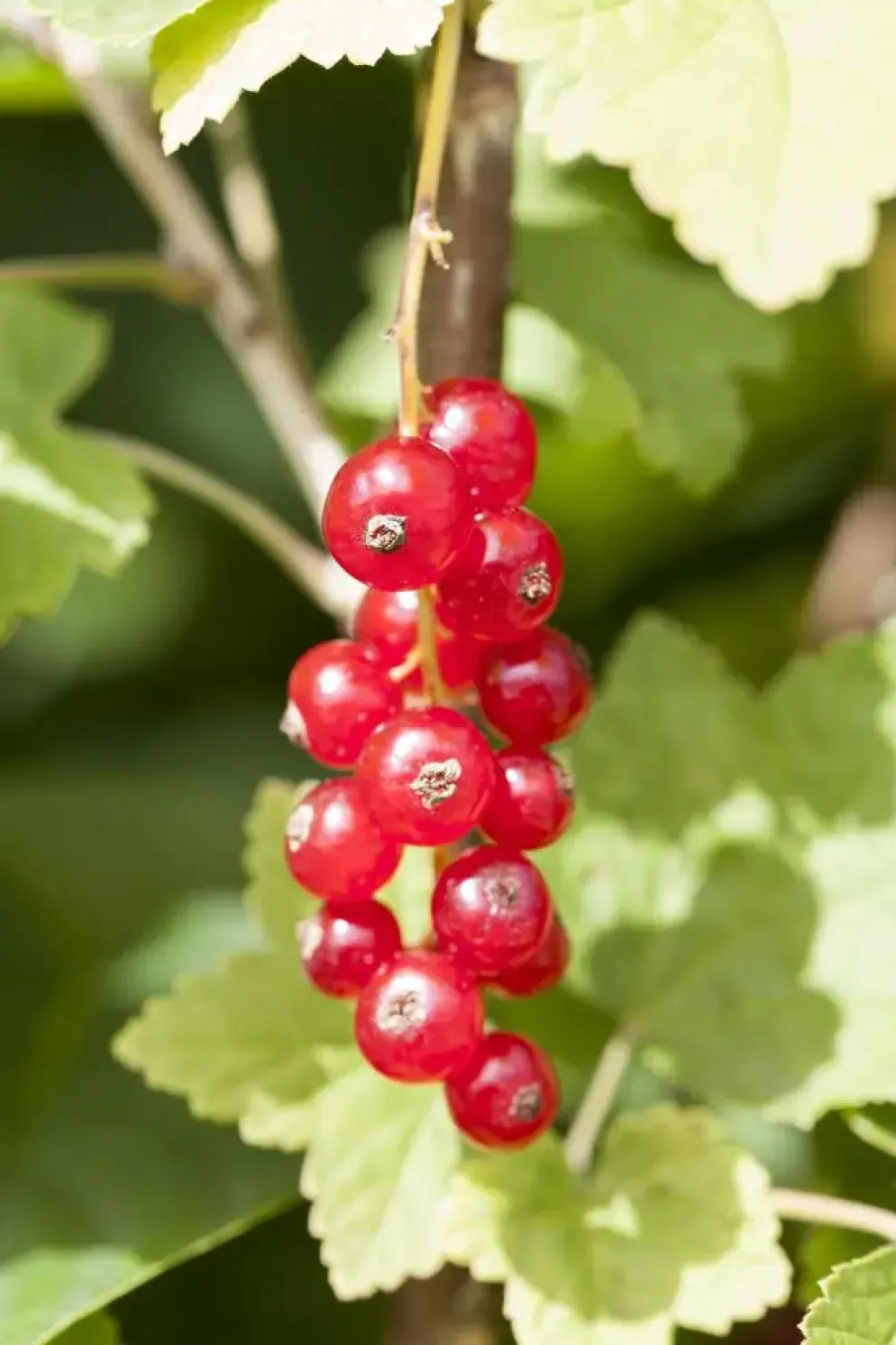 Ribes rubrum 'Jonkheer van Tets' (Rode Aalbes) fruitplant 60cm