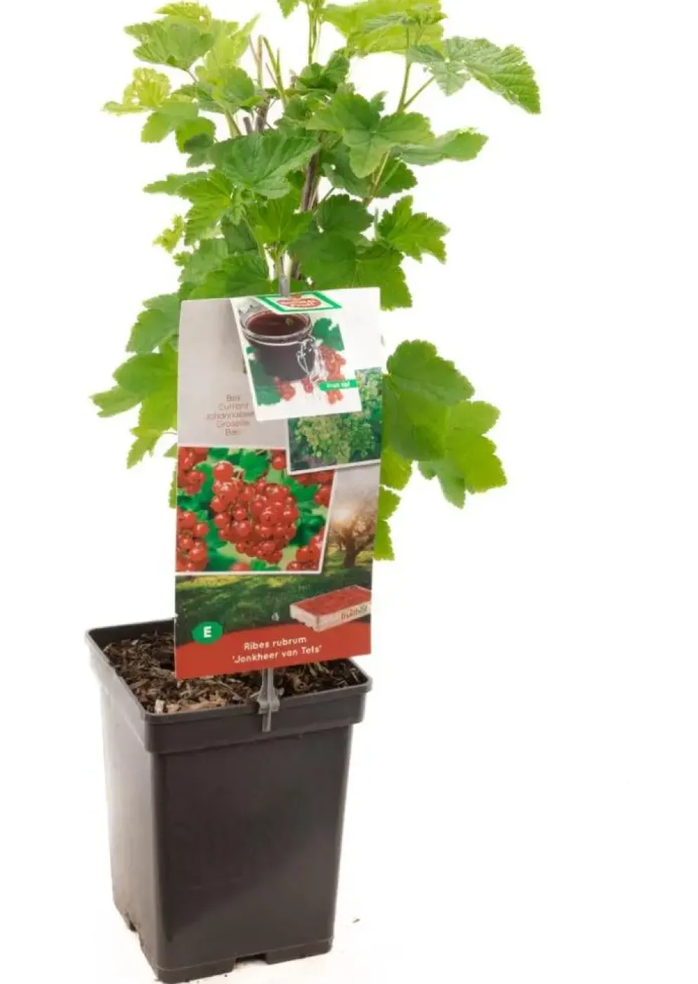 Ribes rubrum 'Jonkheer van Tets' (Rode Aalbes) fruitplant 60cm