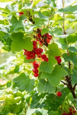 Ribes rubrum 'Jonkheer van Tets' (Rode Aalbes) fruitplant 60cm