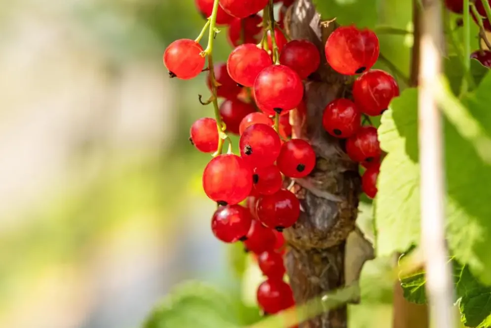 Ribes rubrum 'Jonkheer van Tets' (Rode Aalbes) fruitplant 60cm