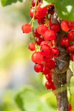 Ribes rubrum 'Jonkheer van Tets' (Rode Aalbes) fruitplant 60cm