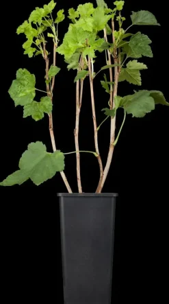 Ribes rubrum 'Jonkheer van Tets' (Rode Aalbes) fruitplant 60cm