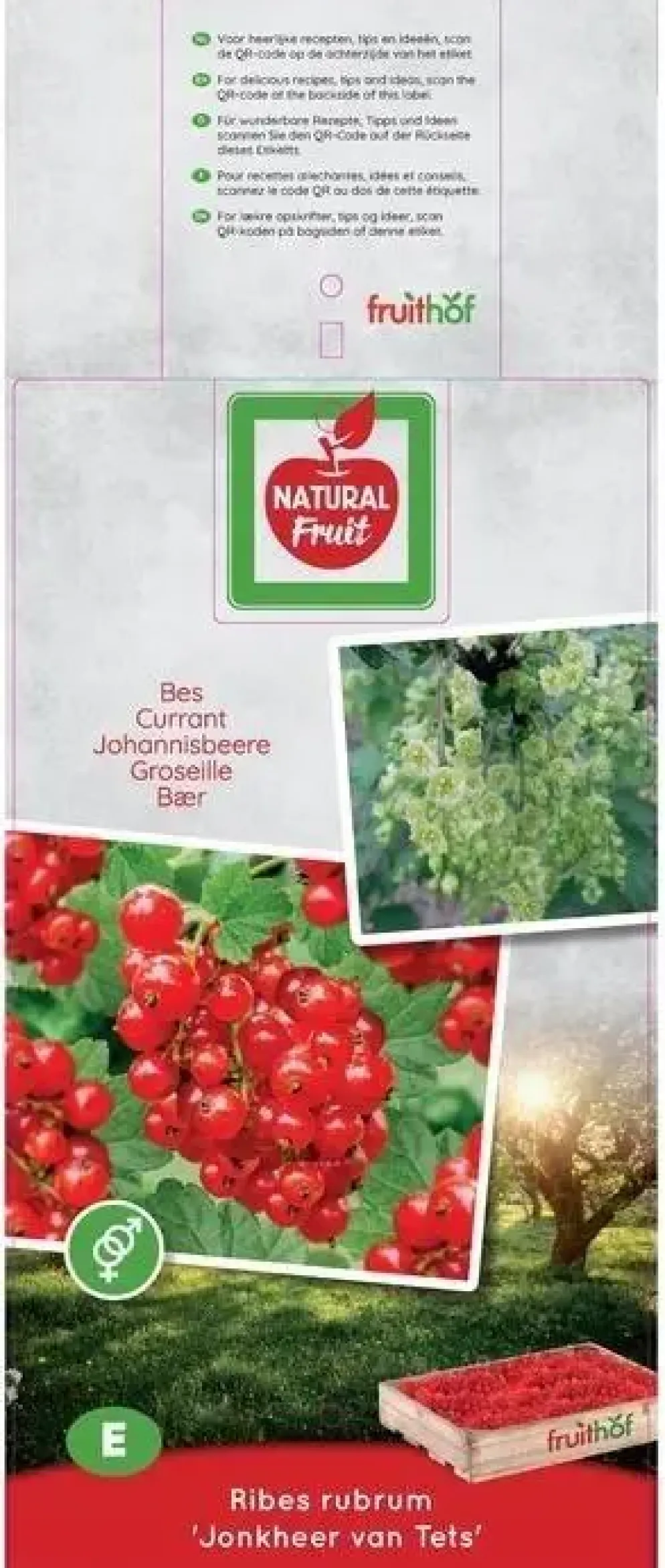 Ribes rubrum 'Jonkheer van Tets' (Rode Aalbes) fruitplant 60cm