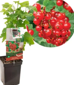 Ribes rubrum 'Jonkheer van Tets' (Rode Aalbes) fruitplant 60cm