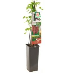 Ribes rubrum 'Rovada' (Rode Aalbes) fruitplant 60cm