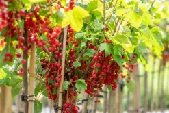 Ribes rubrum 'Rovada' (Rode Aalbes) fruitplant 60cm