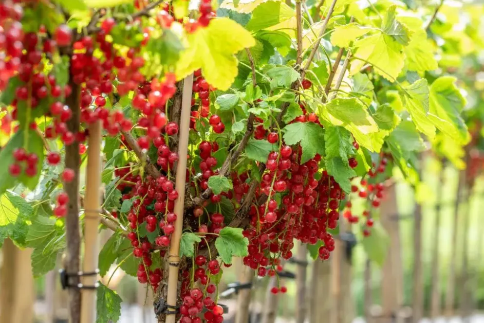 Ribes rubrum 'Rovada' (Rode Aalbes) fruitplant 60cm