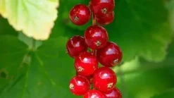 Ribes rubrum 'Rovada' (Rode Aalbes) fruitplant 60cm