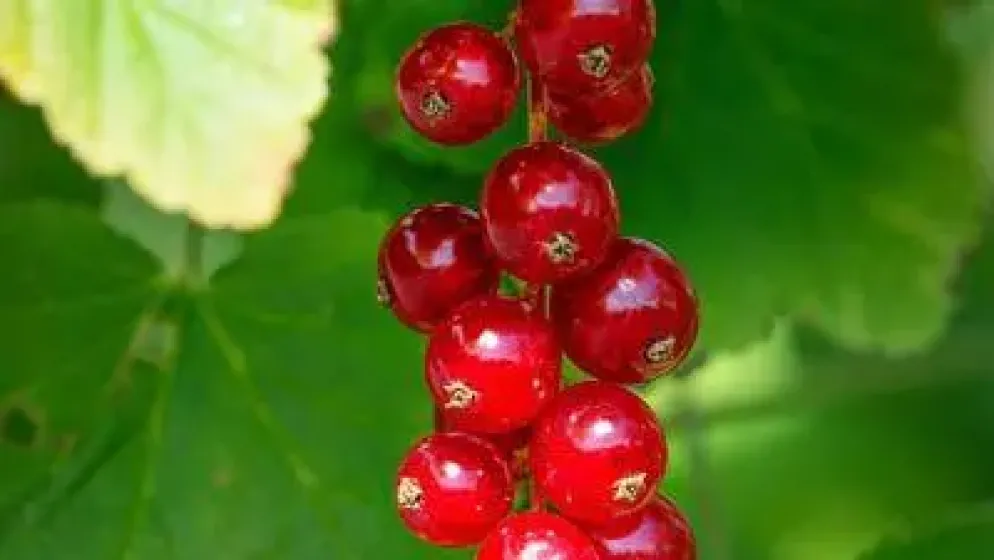 Ribes rubrum 'Rovada' (Rode Aalbes) fruitplant 60cm