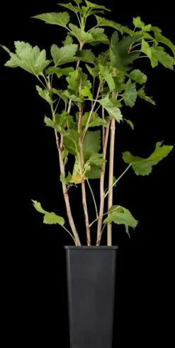Ribes rubrum 'Rovada' (Rode Aalbes) fruitplant 60cm