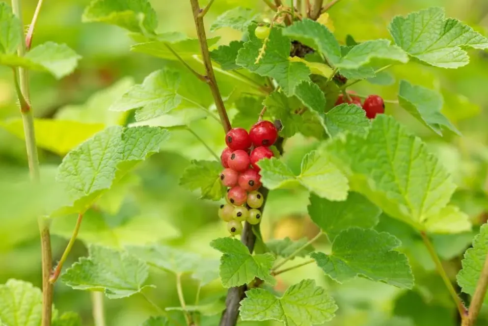 Ribes rubrum 'Rovada' (Rode Aalbes) fruitplant 60cm