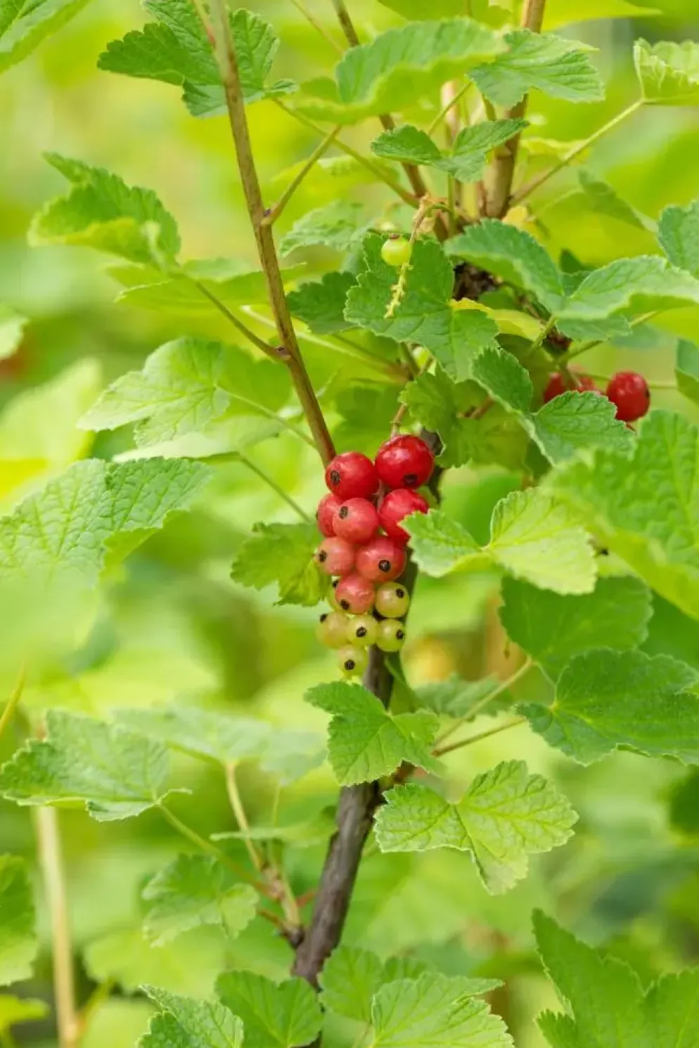 Ribes rubrum 'Rovada' (Rode Aalbes) fruitplant 60cm