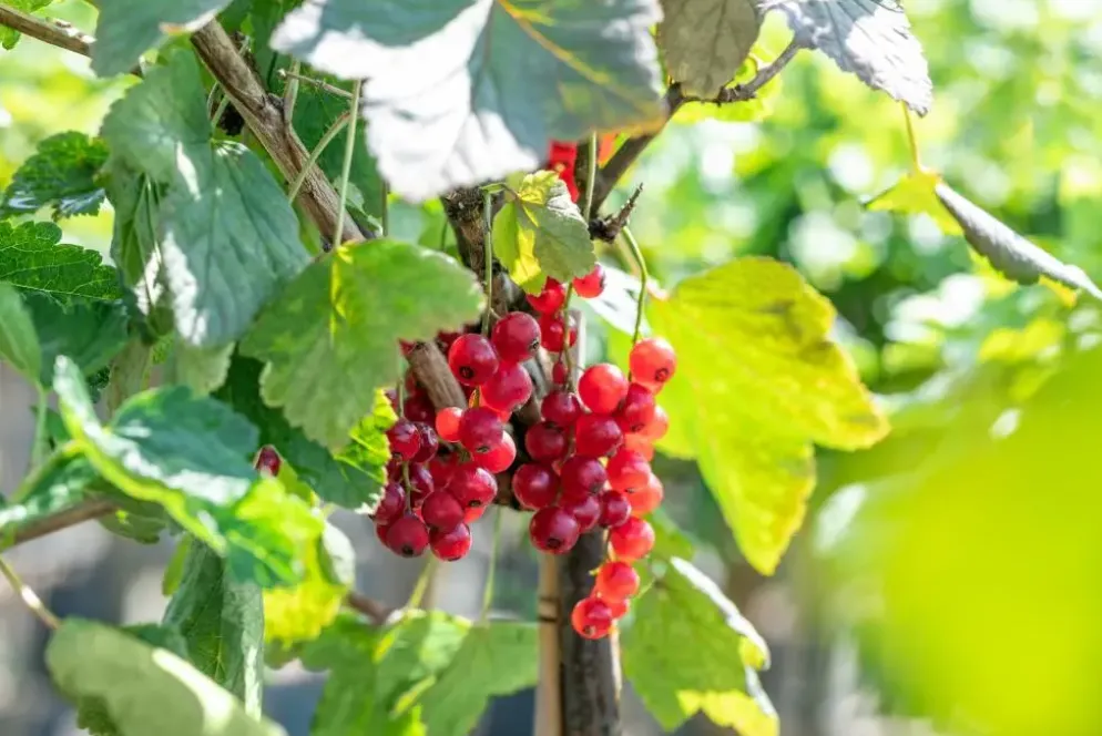 Ribes rubrum 'Rovada' (Rode Aalbes) fruitplant 60cm
