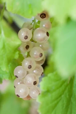 Ribes rubrum (Witte bes) fruitplant 60cm
