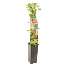 Ribes rubrum 'Witte Parel' (Witte bes) fruitplant 60cm
