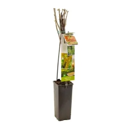 Ribes rubrum 'Witte Parel' (Witte bes) fruitplant 60cm