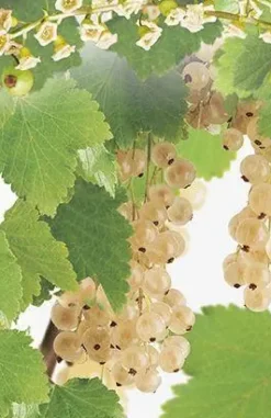 Ribes rubrum 'Witte Parel' (Witte bes) fruitplant 60cm