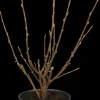 Ribes sanguineum 'King Edward VII' (Alpenbes 'King Edward VII')
