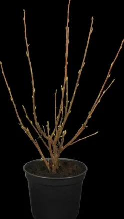 Ribes sanguineum 'King Edward VII' (Alpenbes 'King Edward VII')