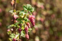 Ribes sanguineum 'King Edward VII' (Alpenbes 'King Edward VII')