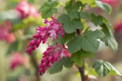 Ribes sanguineum 'King Edward VII' (Alpenbes 'King Edward VII')