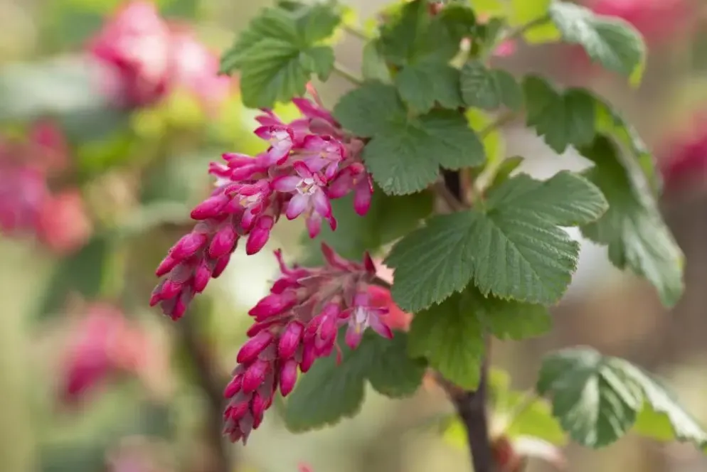 Ribes sanguineum 'King Edward VII' (Alpenbes 'King Edward VII')