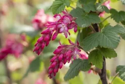 Ribes sanguineum 'King Edward VII' (Alpenbes 'King Edward VII')