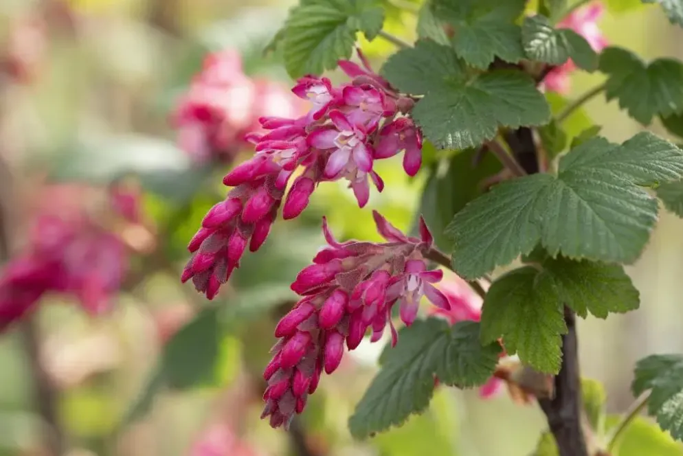 Ribes sanguineum 'King Edward VII' (Alpenbes 'King Edward VII')