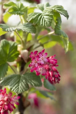 Ribes sanguineum 'King Edward VII' (Alpenbes 'King Edward VII')