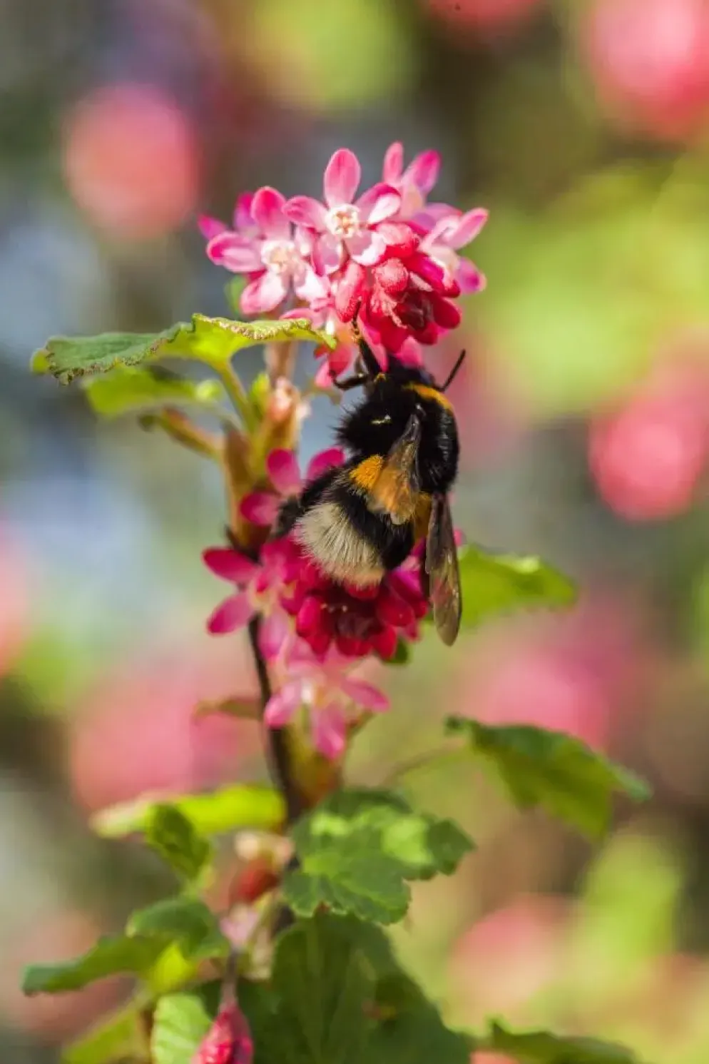 Ribes sanguineum 'King Edward VII' (Alpenbes 'King Edward VII')