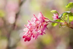 Ribes sanguineum 'King Edward VII' (Alpenbes 'King Edward VII')