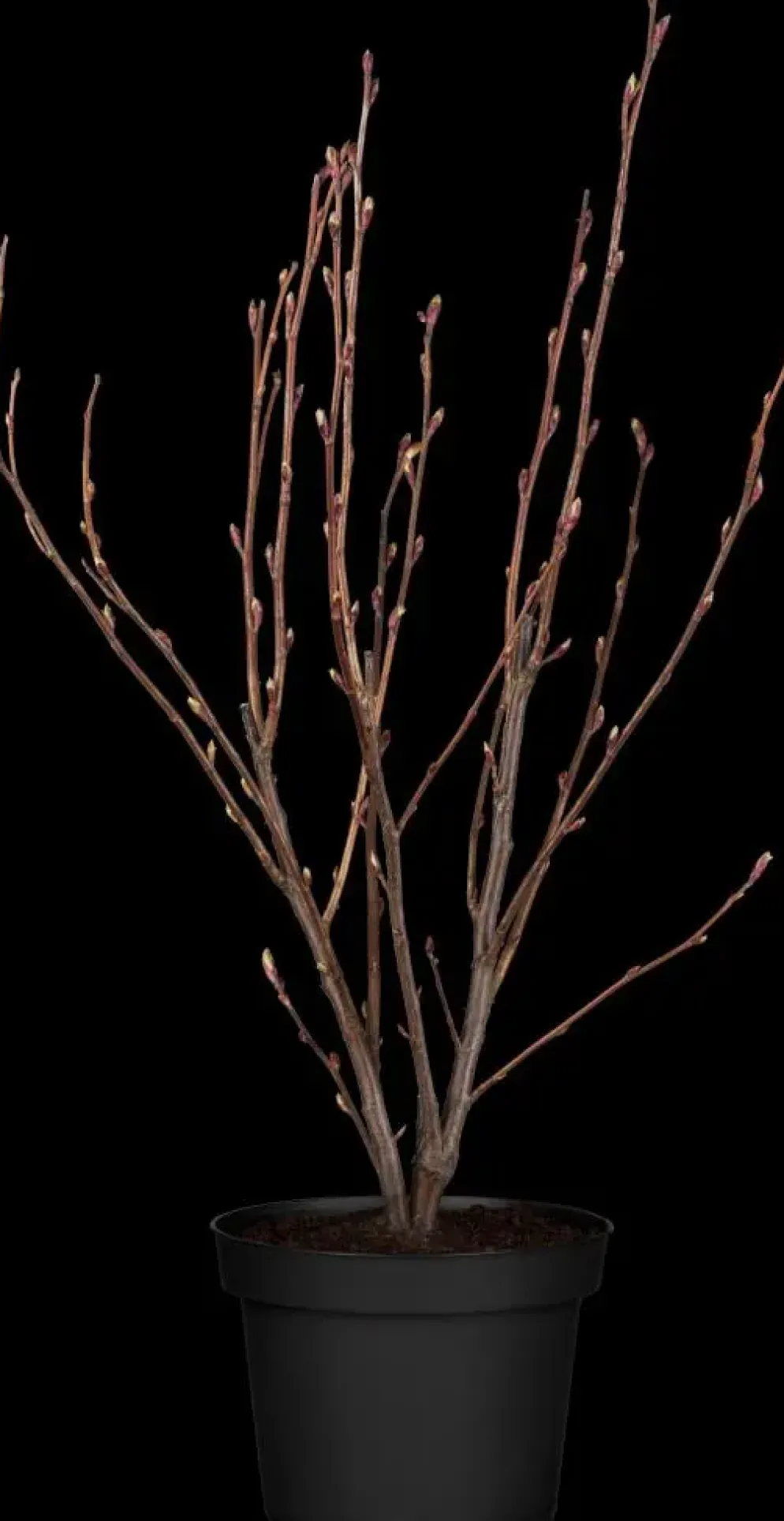Ribes sanguineum 'King Edward VII' (Alpenbes 'King Edward VII')