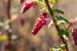 Ribes sanguineum 'King Edward VII' (Alpenbes 'King Edward VII')